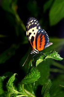 Butterfly #1.jpg