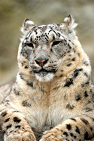 Snow Leopard Stare Down.jpg
