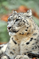 Snow Leopard Portrait.jpg