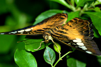 Butterfly #2.jpg