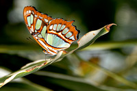 Monarch Butterfly Recrop.jpg