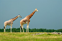 Giraffes on the plain.jpg